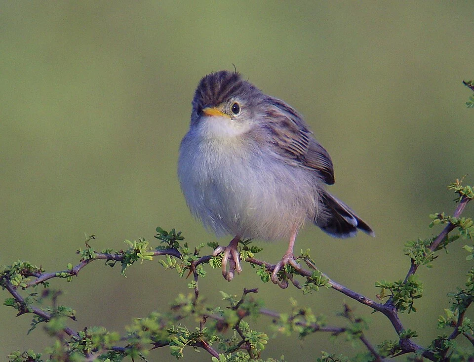 Cisticola cherina - Madagascar