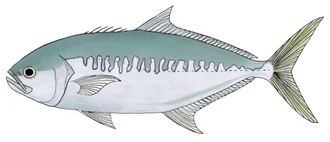 Hand drawn and coloured image of the vadigo, Campogramma glaycos. based on photographs