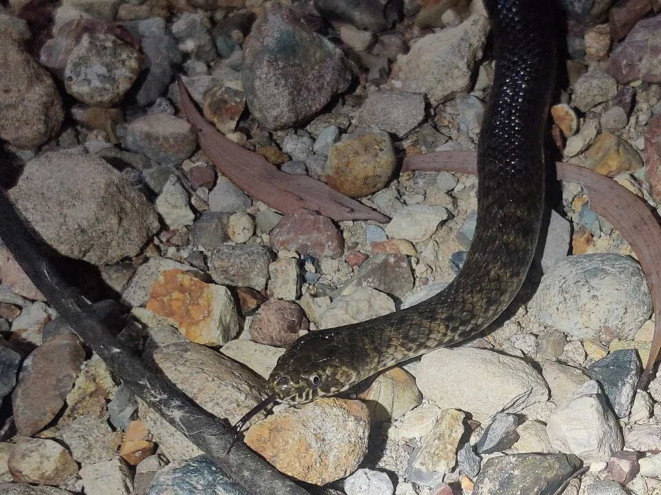 De Vis Banded Snake (Denisonia devisi) Narrabri, NSW, Australia