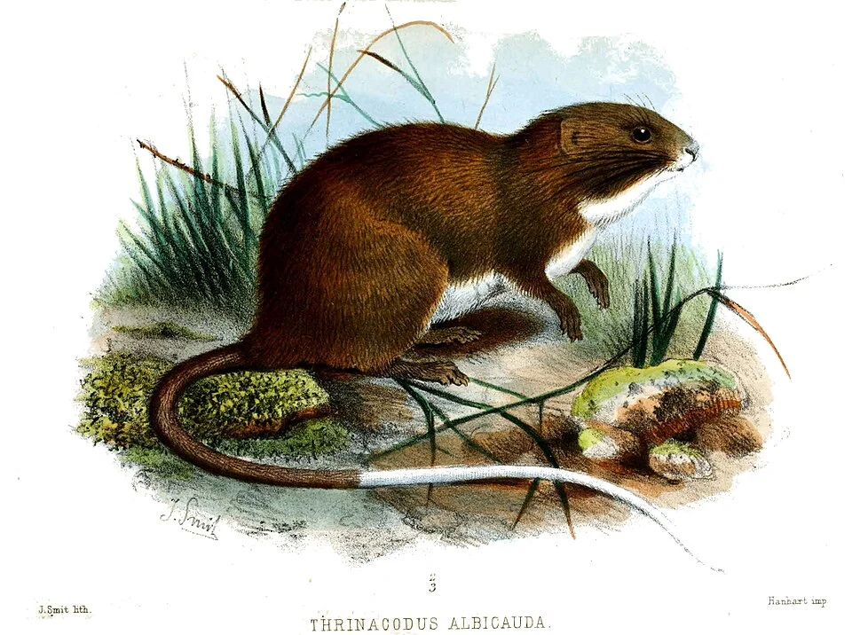 Thrinacodus albicauda = Olallamys albicauda