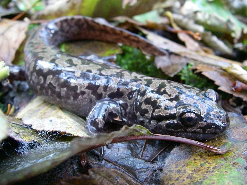 Dicamptodon tenebrosus, the coastal giant salamander