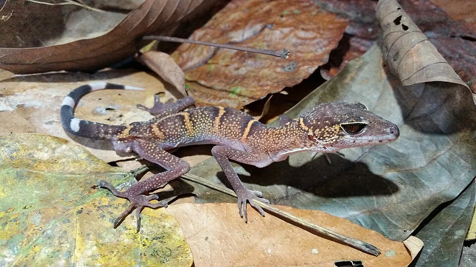 Cat Ba Leopard Gecko (Goniurosaurus catbaensis)