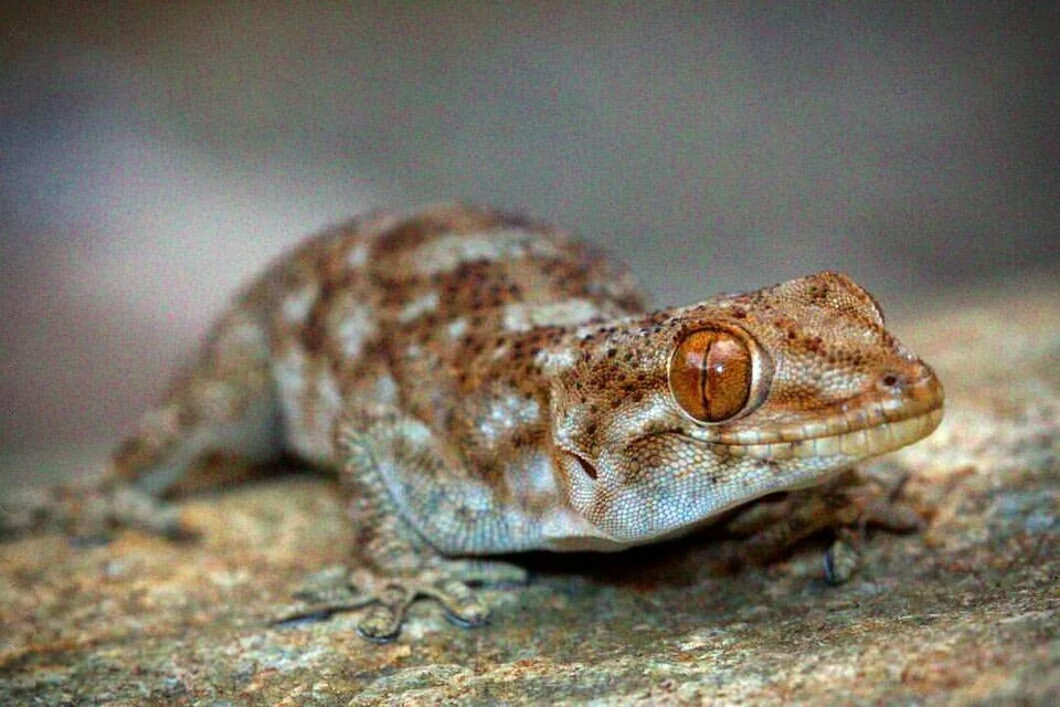 Pachydactylus kladaroderma - Klein Karoo, Western Cape - South Africa