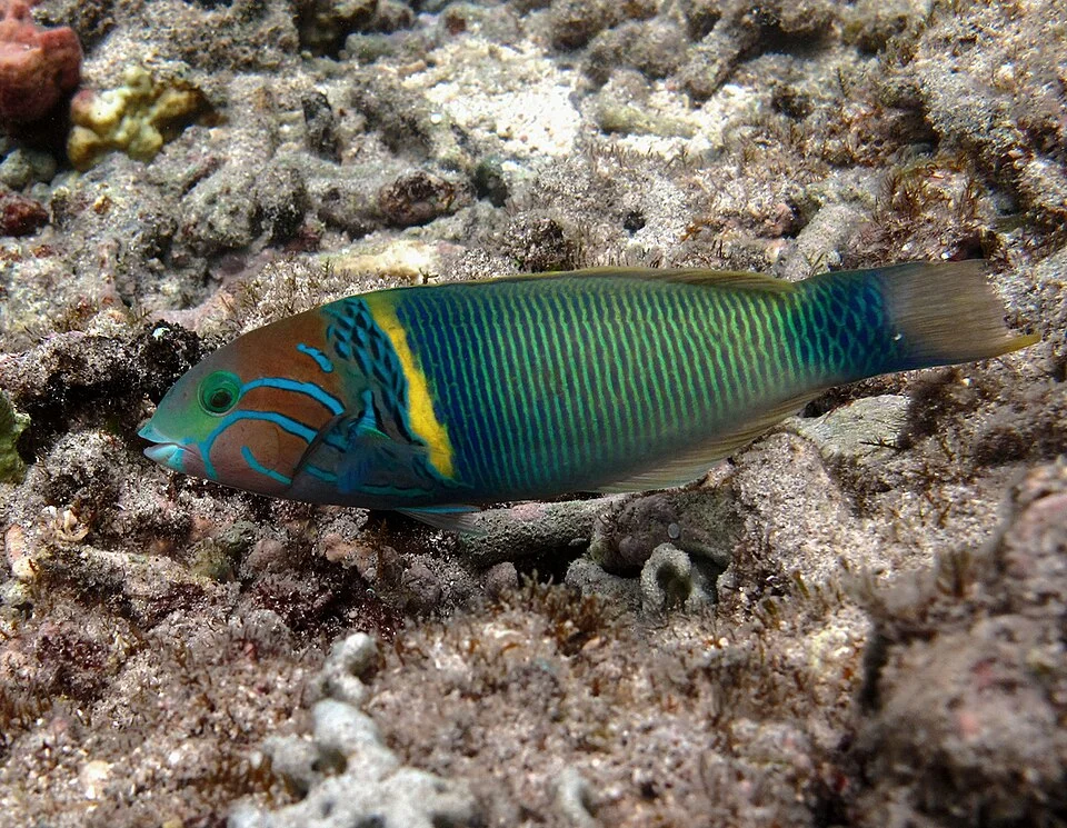 Une girelle-paon à épaules jaunes (Thalassoma hebraicum) à la Réunion.