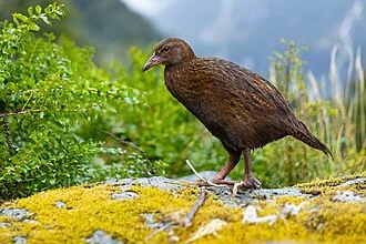 Weka, Milford Sound