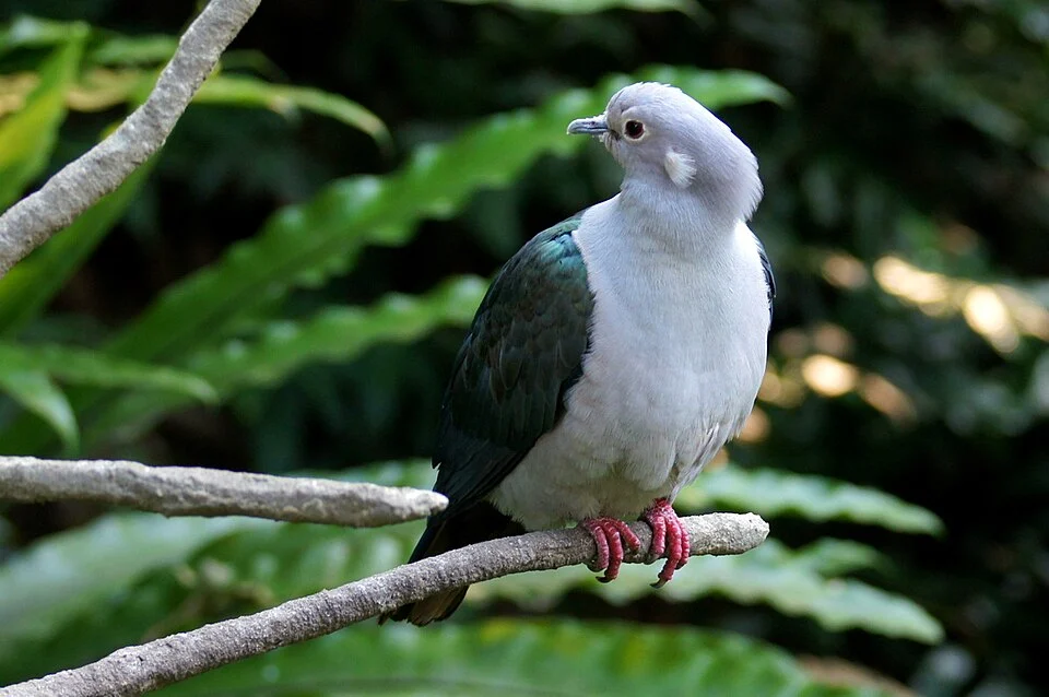 A Green Imperial-Pigeon at Edward Youde Aviary, Hong Kong Park, Hong Kong.