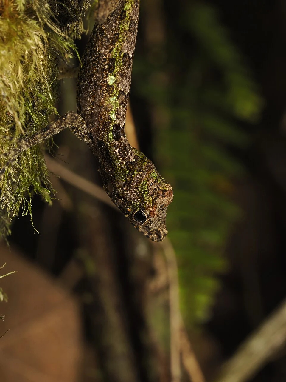Big-fanned Trunk Anole (Anolis christophei) photographed in the Dominican Republic by Judá Isaí Martínez Uribe