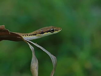 Leptophis stimsoni seen in Paria Forest, Trinidad