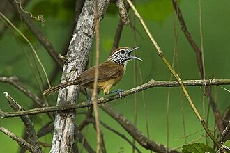 Happy Wren - Oaxaca - Mexico_S4E8421