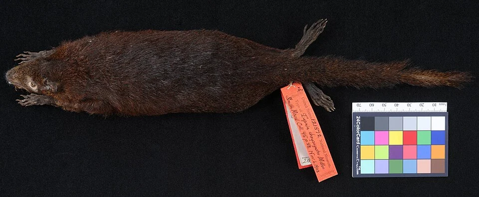Mammals type images; USNM 121572 Tupaia chrysogaster Skin dorsal