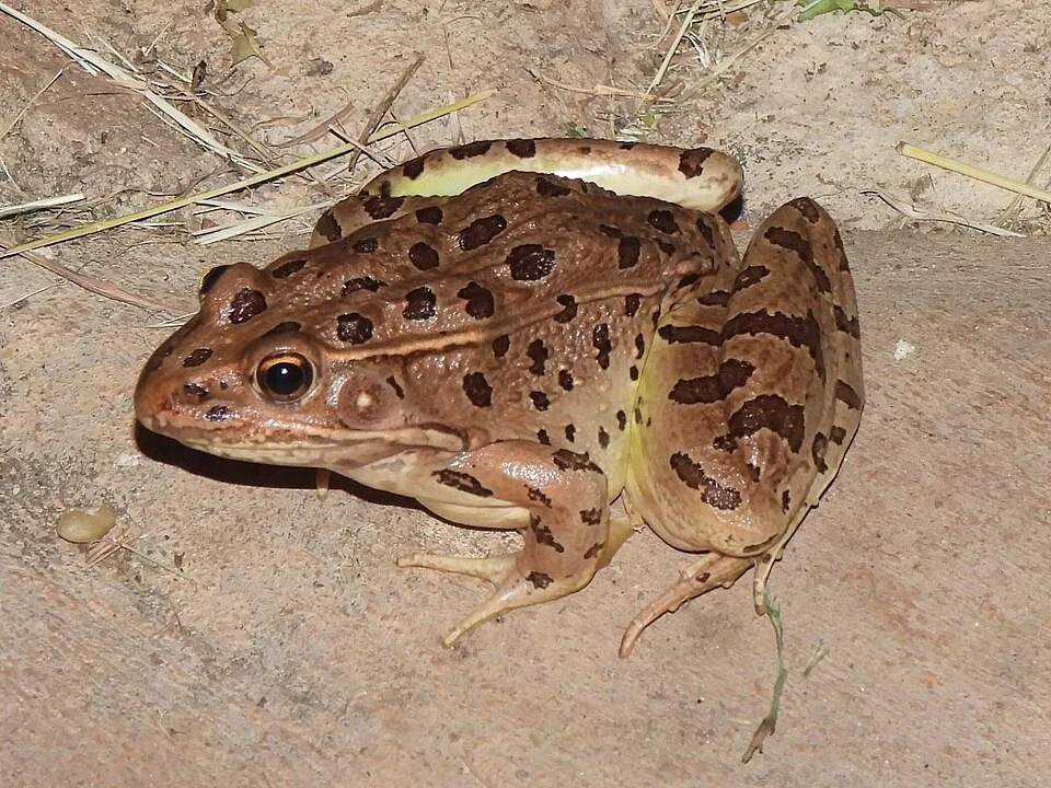 Lithobates blairi. Scurry County, TX, USA