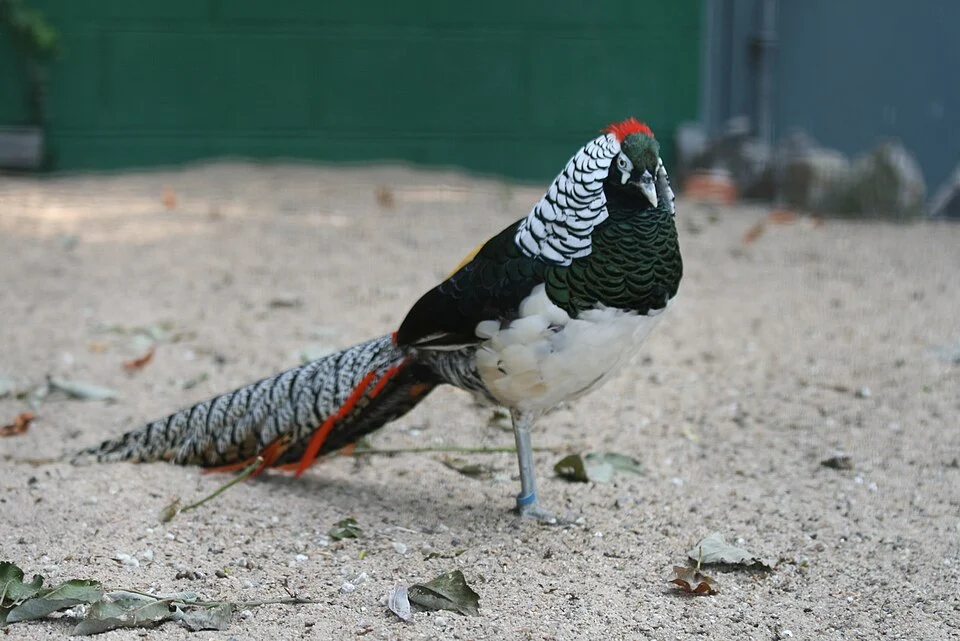 Lady Amherst's Pheasant (Chrysolophus amherstiae), Parc Paradisio, Hainaut, Belgium.