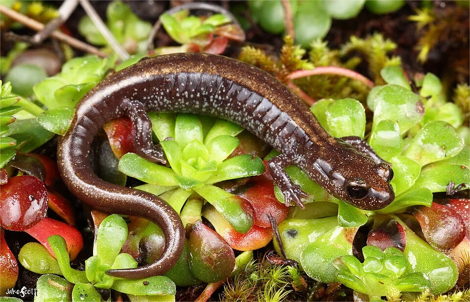 Scott Bar Salamander (Plethodon asupak) - Jake Scott