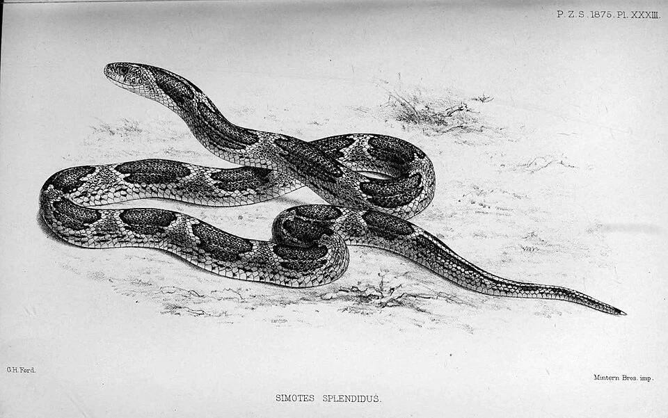 Oligodon splendidus