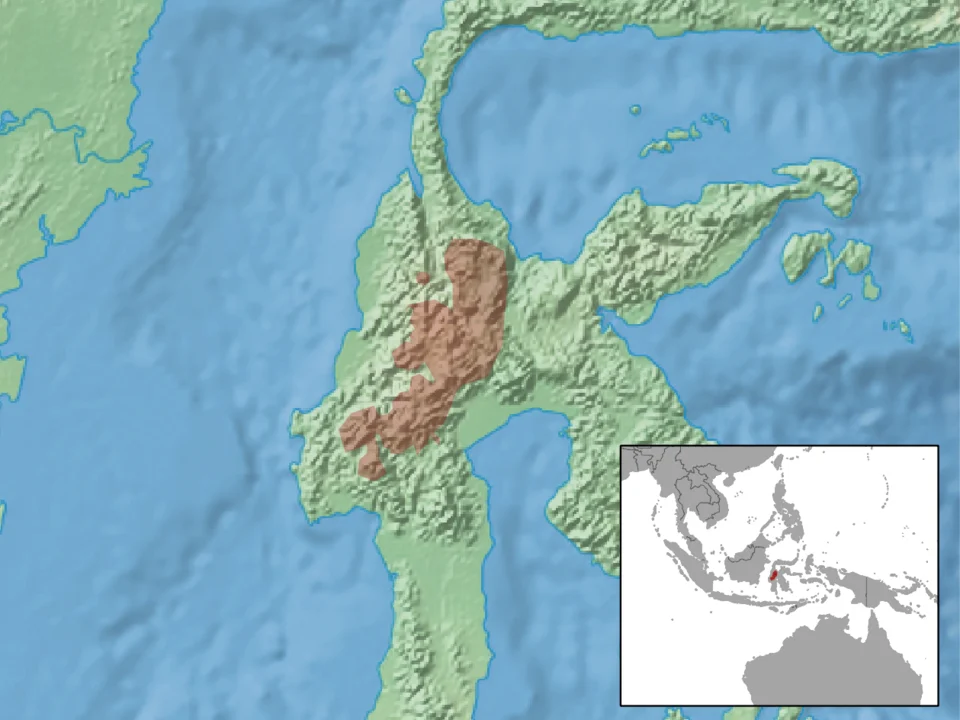 geographic distribution of Taeromys hamatus