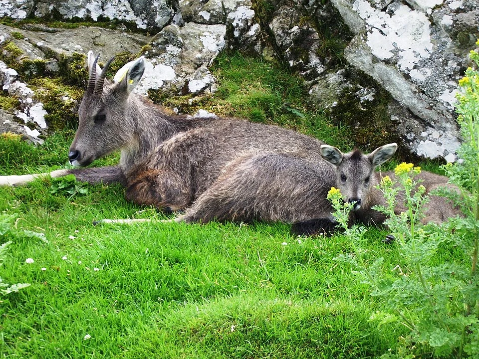 Nemorhaedus griseus arnouxianus with kid, identified as Chinese Goral, at the Highland Wildlife Park.