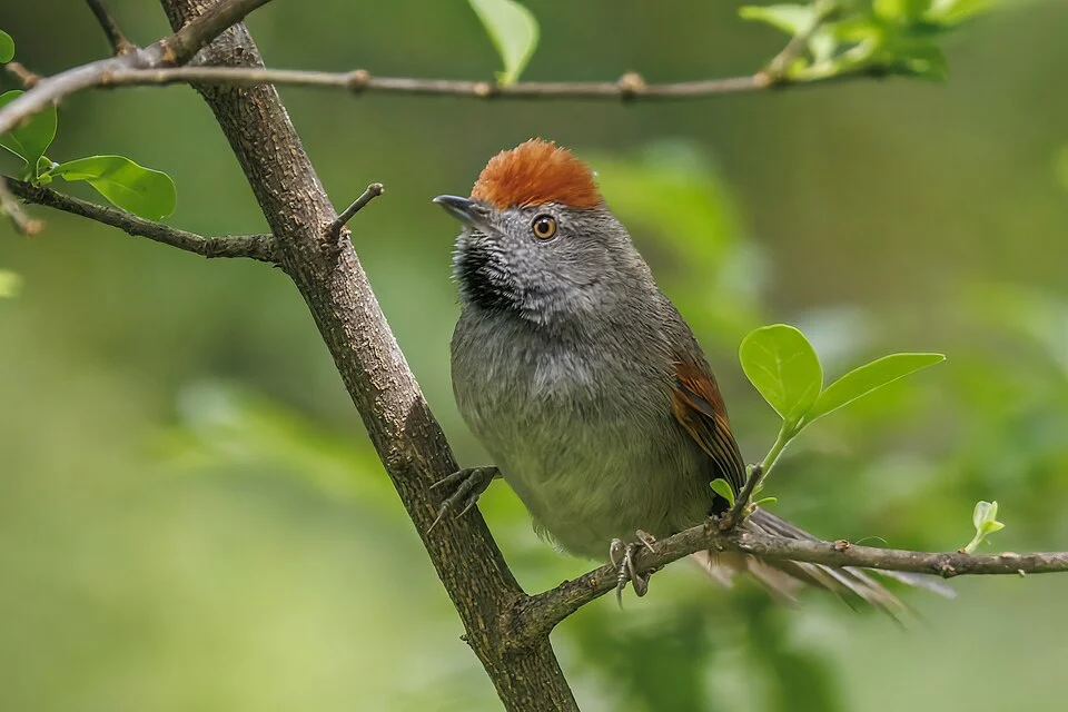 Spix's spinetail (Synallaxis spixi), Colonia del Sacramento, Uruguay