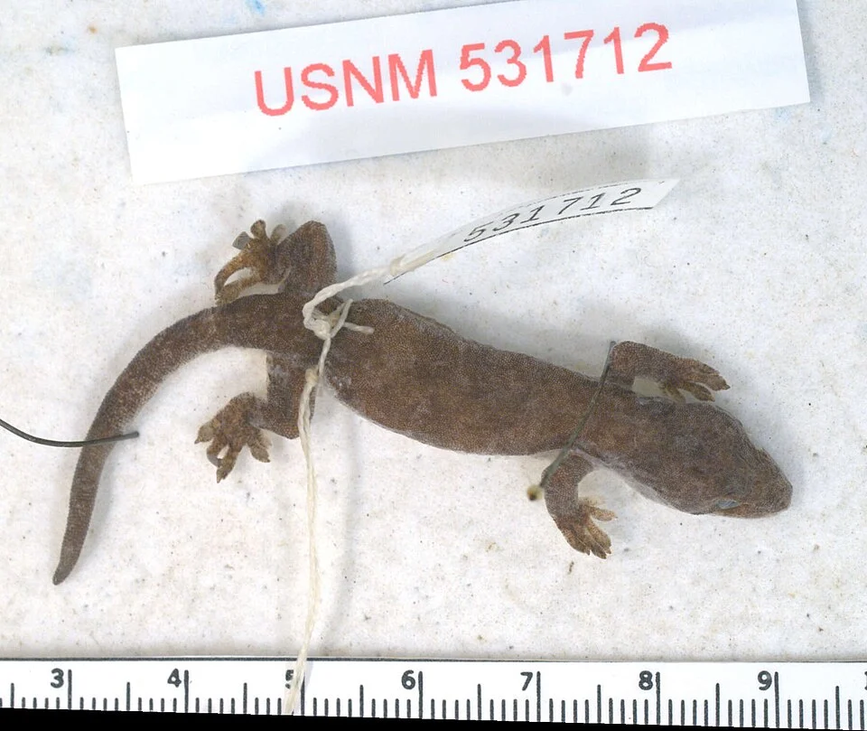 Top view of the gecko species Lepidodactylus tepukapili