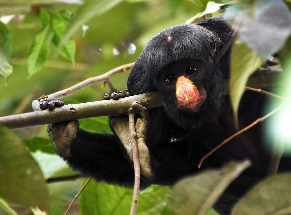 White-nosed saki (Chiropotes albinasus).