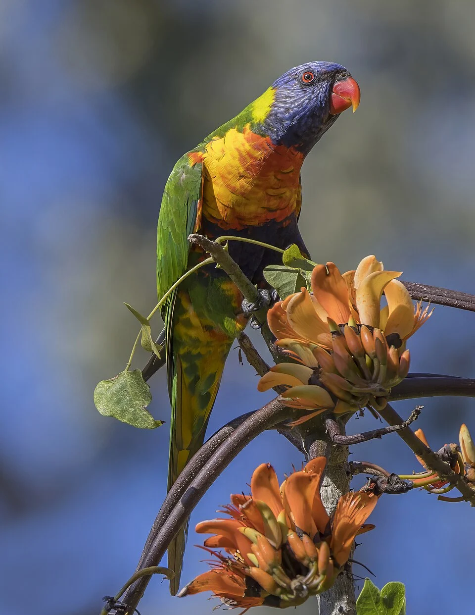Rainbow lorikeet (Trichoglossus moluccanus moluccanus), Royal Botanic Gardens, Sydney, NSW, Australia