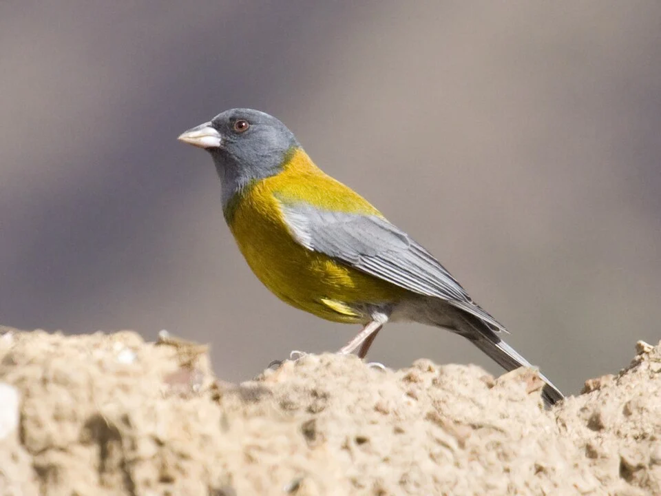 A Peruvian Sierra Finch near Cusco, Peru.
