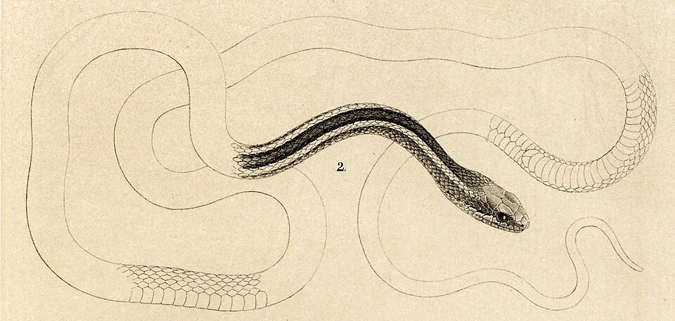 Pseudalsophis biserialis  (= Dromicus chamissonis var. habelii).