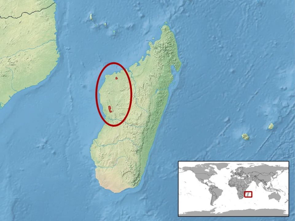 geographic distribution of Paroedura tanjaka (Native:
Madagascar)