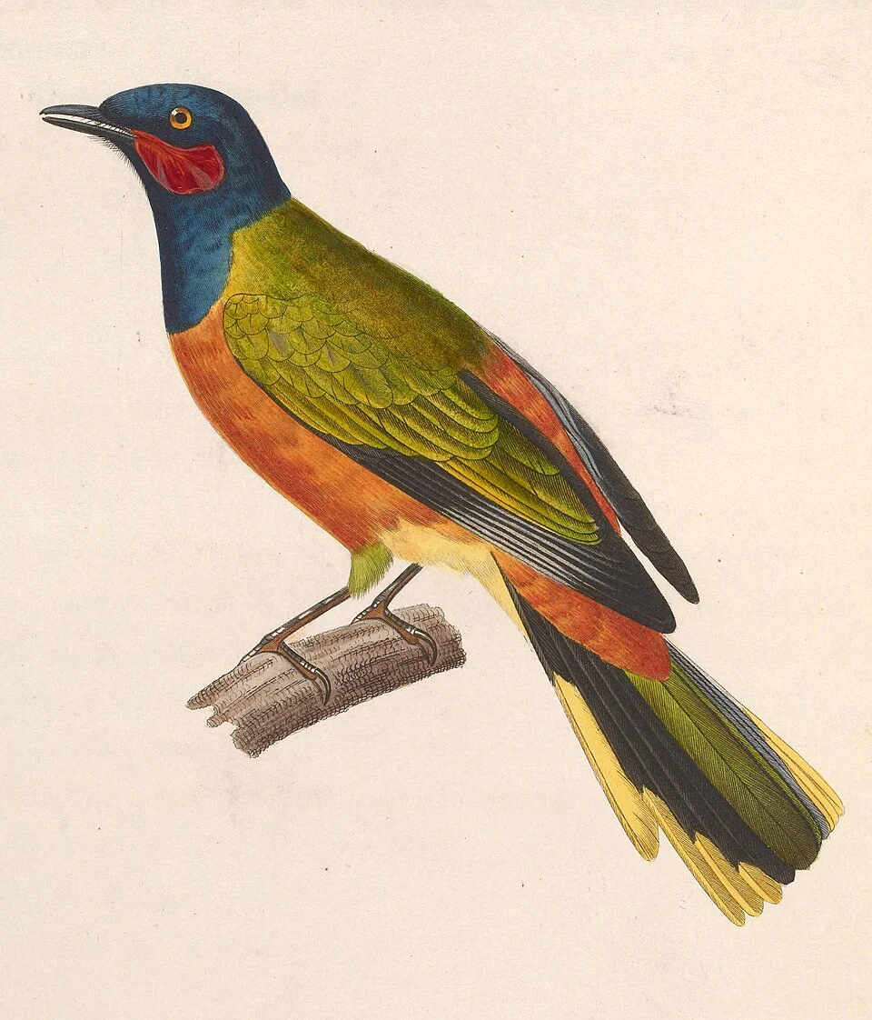 « Ceblephyris lobatus » = Lobotos lobatus (Western Wattled Cuckooshrike) - male