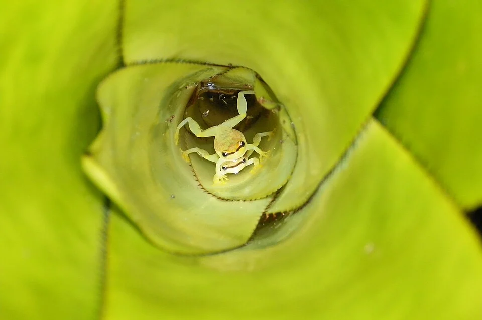 Phyllodytes melanomystax have their all life cycle associated to bromeliads including calling behavior and larvae development. This species is found only in Brazil.