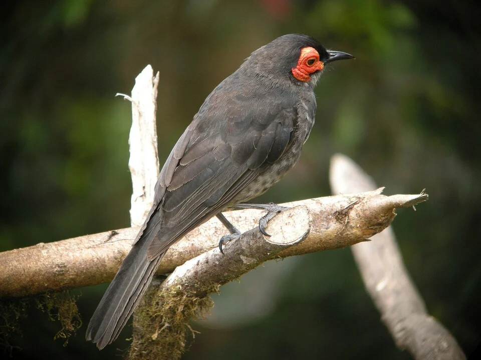 Smoky Honeyeater (Melipotes fumigatus) PNG