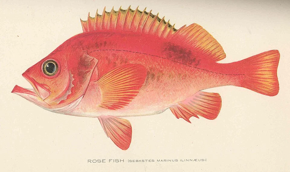 Rose Fish (Sebastes marinus (Linnaeus))
Subject: Rosefish
Tag: Fish