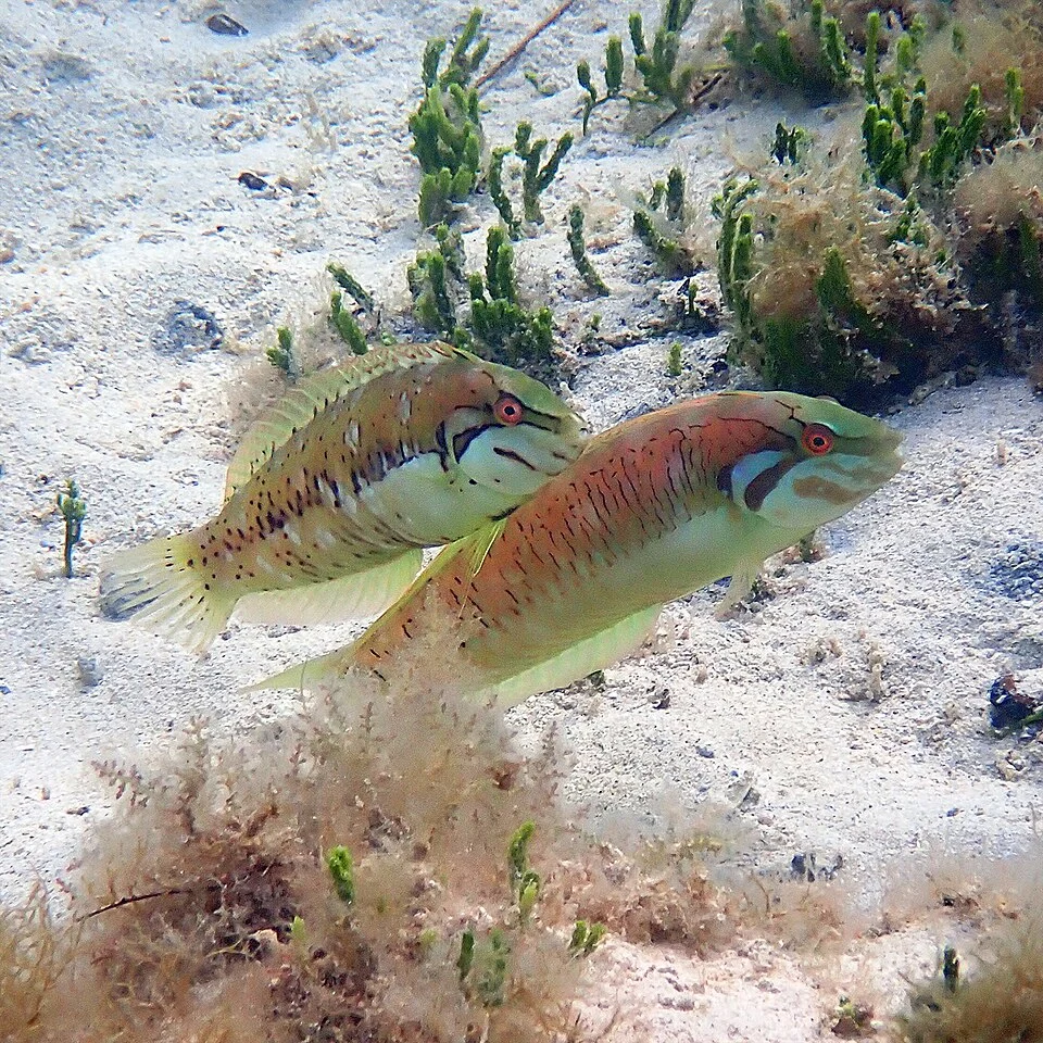 Photo of Seagrass Wrasse uploaded from iNaturalist.