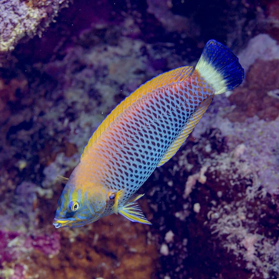 Chiseltooth wrasse (Pseudodax moluccanus), Red Sea, Egypt