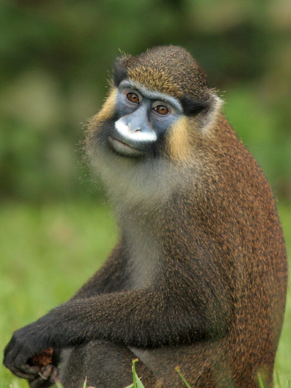 singe cercopithèque cephus, moustac, CIRMF, Gabon