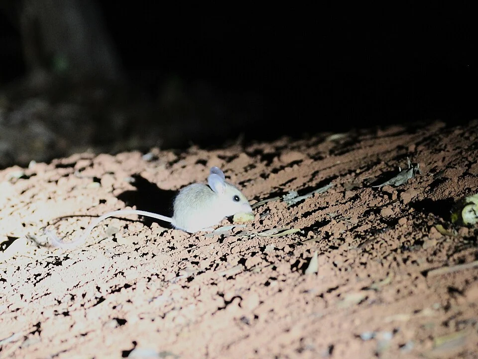 Photo of Bastard big-footed mouse (Nesomyidae) uploaded from iNaturalist.