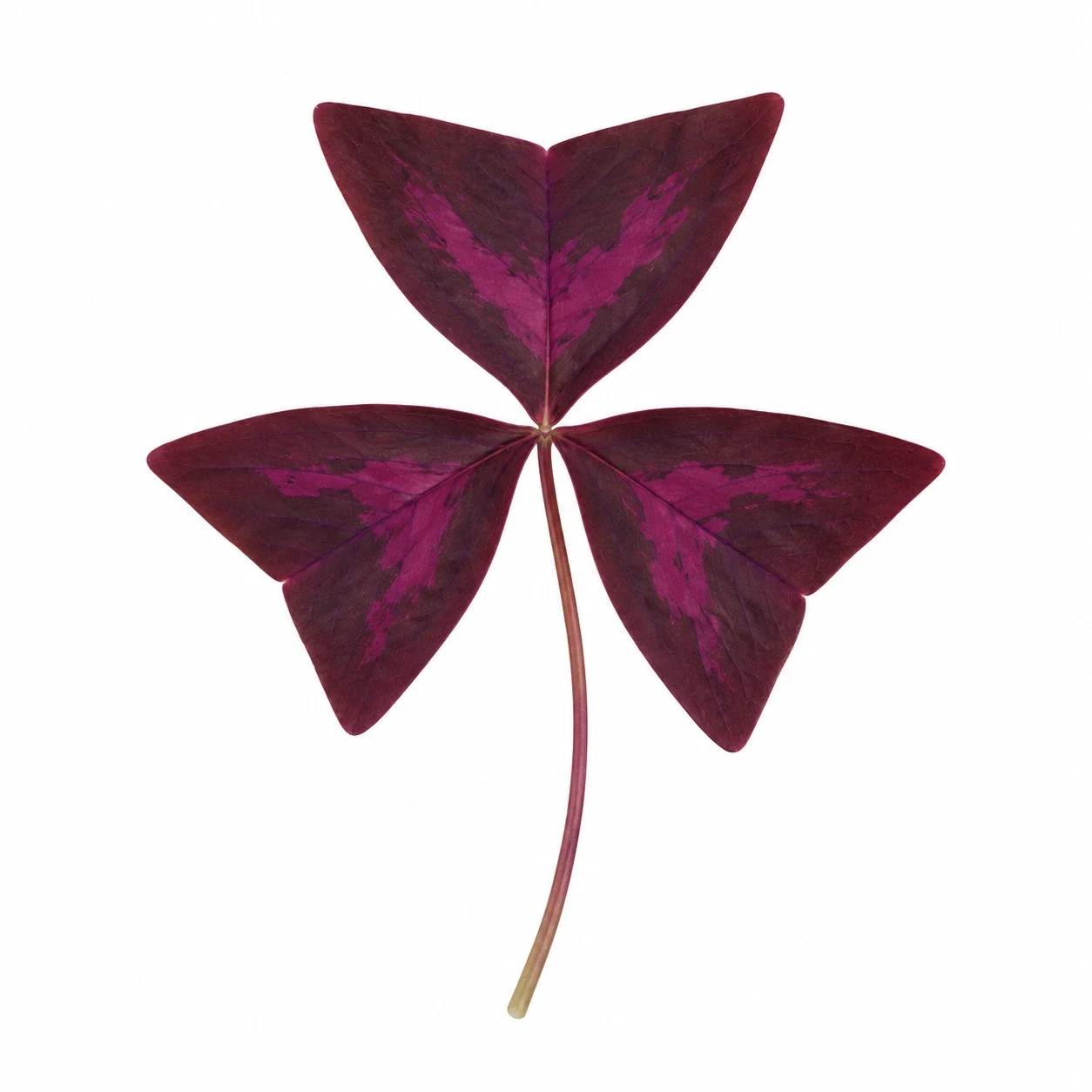 AI interpretation of Oxalis triangularis.