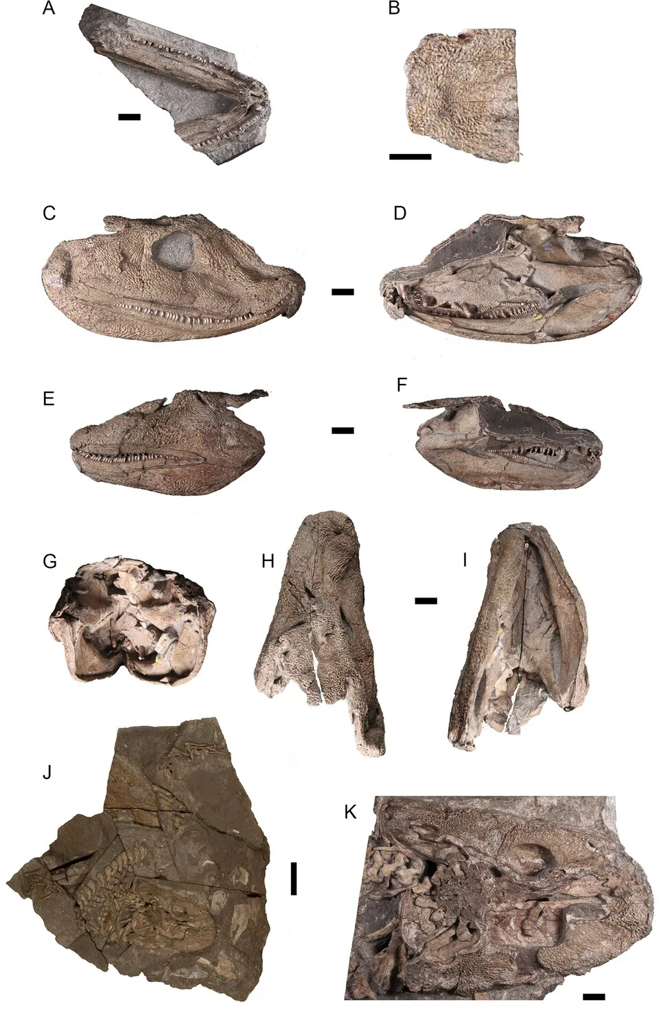 Acanthostega