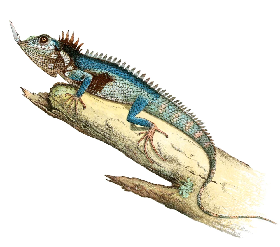 Holotype male specimen of Harpesaurus modiglianii (restored habitus).