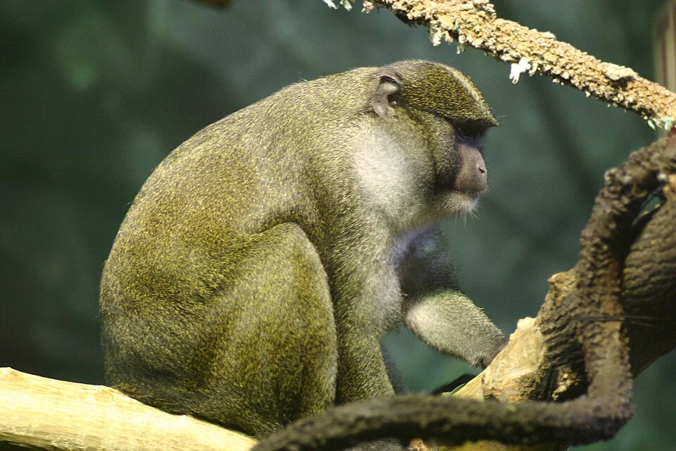 Allen's Swamp Monkey, Allenopithecus nigroviridis, at the Lincoln Park Zoo in Chicago. Taken with a Canon Digital Rebel and a manual-focus Nikon-mount Vivitar 135/2.8. ISO 800, 1/100s.