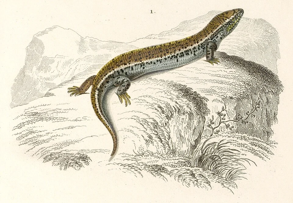 Dictionnaire universel d'histoire naturelle : atlas. T. 2, Zoologie :reptiles, poissons et insectes Paris : au Bureau Principal des Éditeurs, 1849