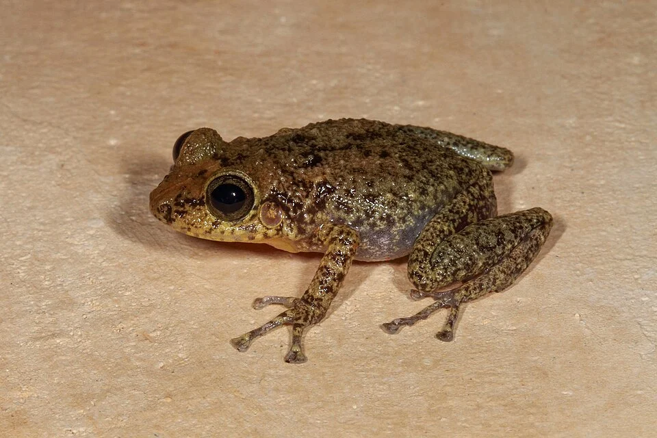 Photo of Eleutherodactylus flavescens uploaded from iNaturalist.