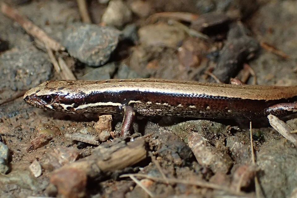 Kakerakau Skink (Oligosoma kakerakau) in New Zealand