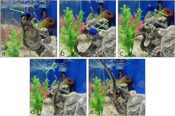 Five photographs of adult Octopus bimaculoides F interacting with a blue test-tube cap in a laboratory aquarium, Jarmoluk and Pelled 2025 figure 1