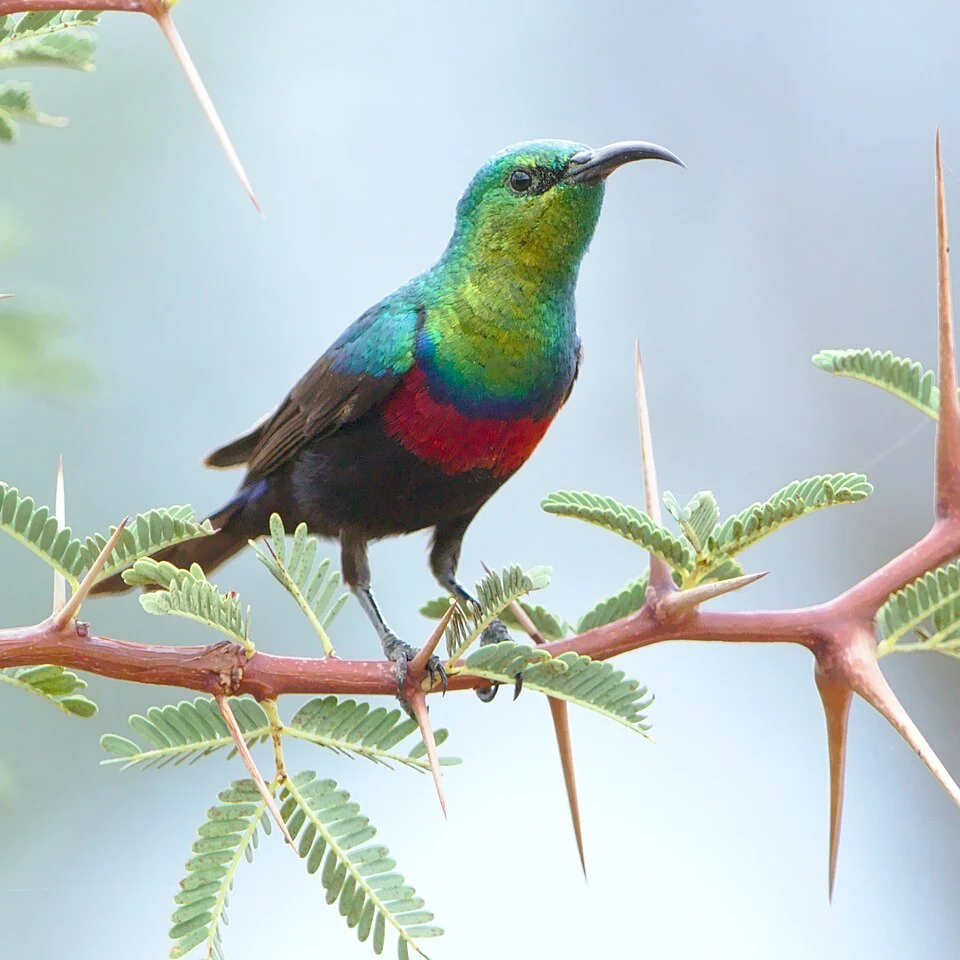 Marico sunbird, Cinnyris mariquensis, at Marakele National Park, Limpopo, South Africa
