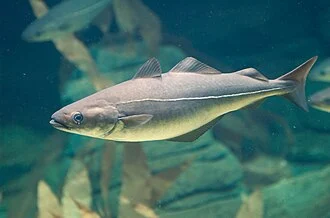 Pollock, Pollachius virens, in Ozeaneum public aquarium, Stralsund, Germany