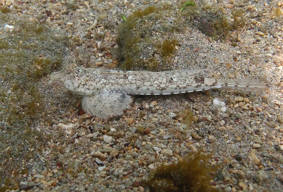 Diplogrammus infulatus à la Réunion.