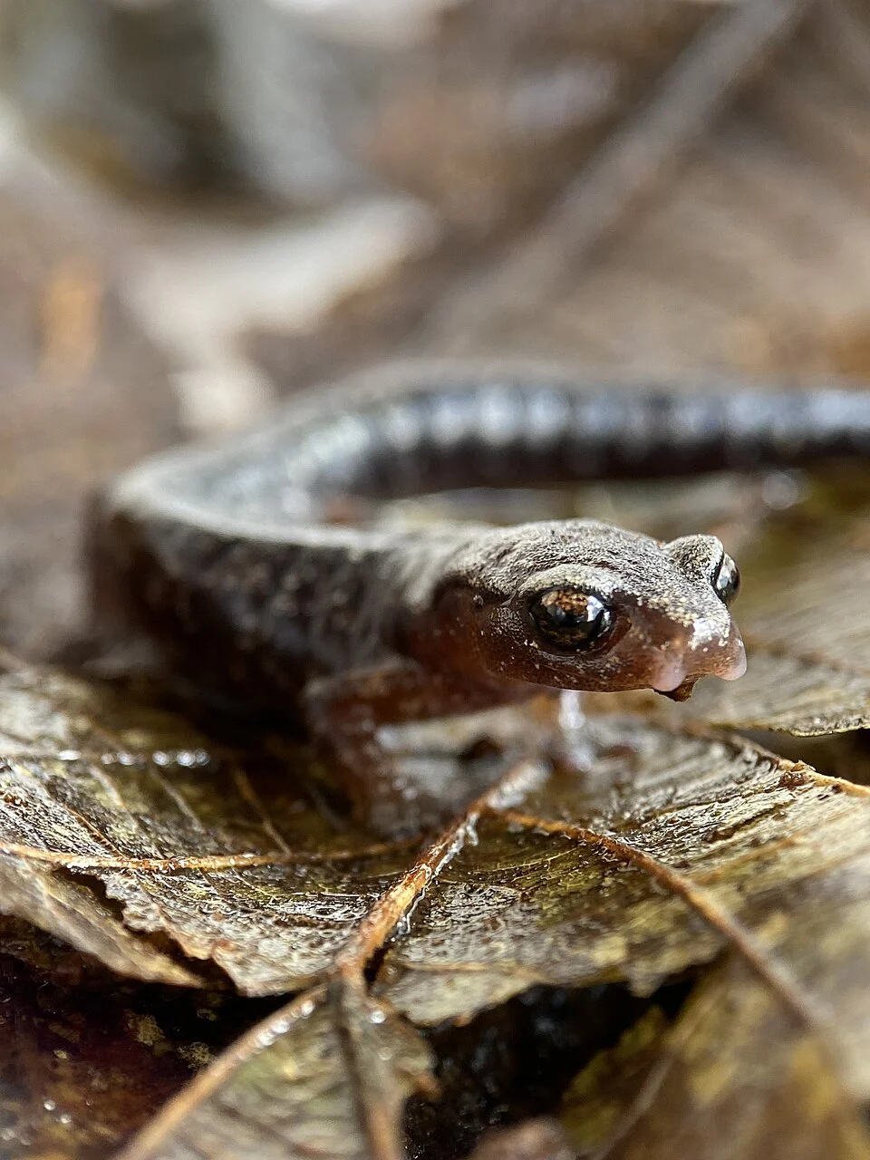 Photo of Cerro Pital Salamander uploaded from iNaturalist.