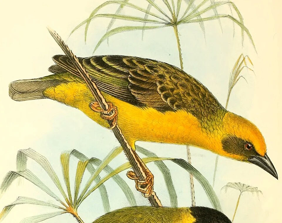 Xanthophilos temporalis = Ploceus temporalis – cropped image from plate XLI from G. E. Shelley's publication The birds of Africa (vol. 4, 1905); illustration by Henrik Grönvold.
