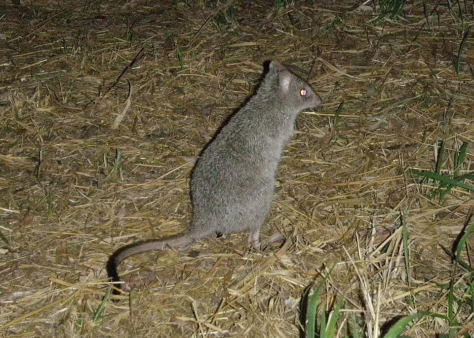 Northern Bettong (Bettongia tropica)
