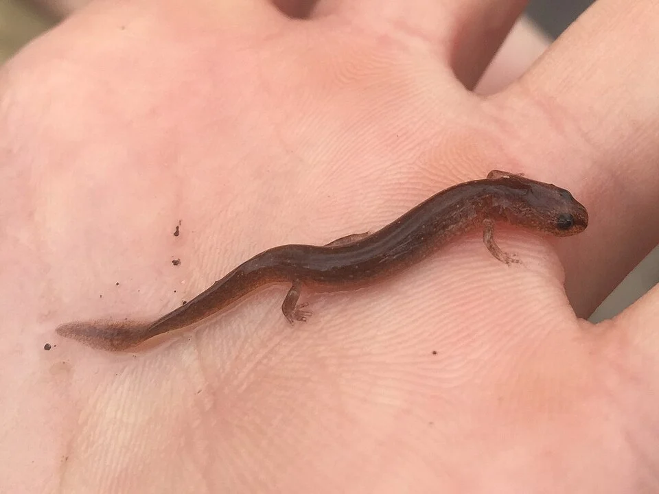 Valdina Farms Salamander (Eurycea troglodytes). Species of amphibian.